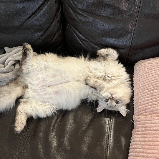 chat Sibérien seal silver tabby point Lily Elevage chats sibériens Chatterie Ovilloise - Comportementaliste félin seal silver tabby point