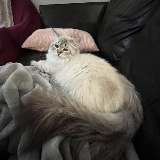 chat Sibérien seal silver tabby point Lily Elevage chats sibériens Chatterie Ovilloise - Comportementaliste félin seal silver tabby point