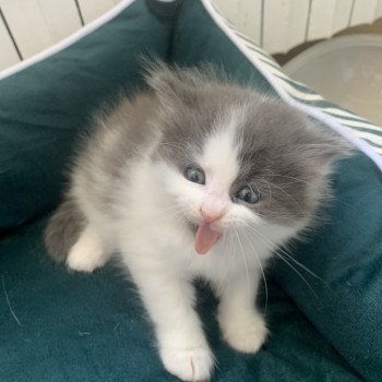 Chat Siberien Chat Hypoallergenique Origines Look Sante Caractere Chatons Chez