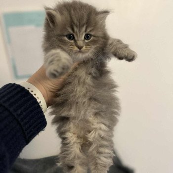 Angelo de l'Ovilloise Mâle Sibérien