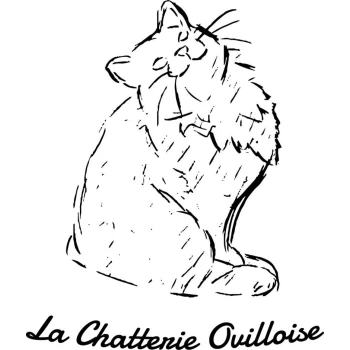 Elevage chats sibériens Chatterie Ovilloise - Comportementaliste félin