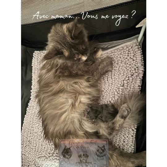 chaton Maine coon Aphrodite de la Forêt de Puivert Elevage de la Forêt de Puivert blue tortie blotched tabby