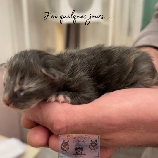 chaton Maine coon Aphrodite de la Forêt de Puivert Elevage de la Forêt de Puivert blue tortie blotched tabby