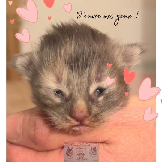 chaton Maine coon Aphrodite de la Forêt de Puivert Elevage de la Forêt de Puivert blue tortie blotched tabby