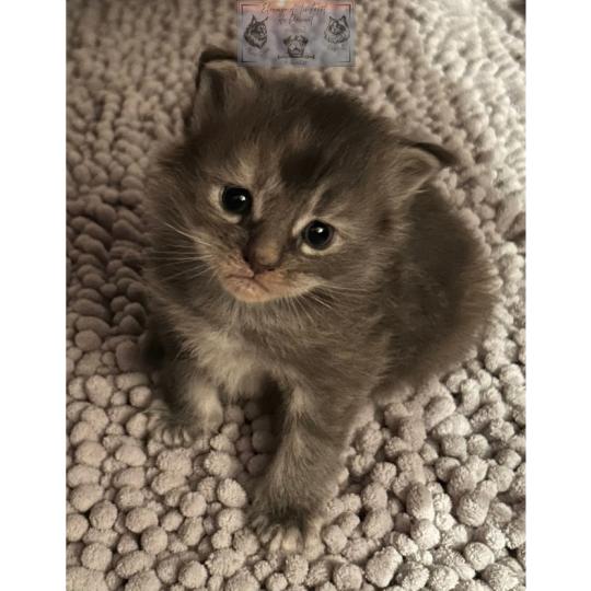 chaton Maine coon Aphrodite de la Forêt de Puivert Elevage de la Forêt de Puivert blue tortie blotched tabby