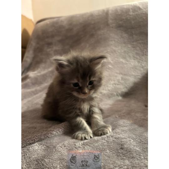 chaton Maine coon Aphrodite de la Forêt de Puivert Elevage de la Forêt de Puivert blue tortie blotched tabby