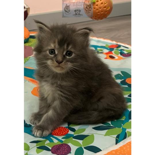 chaton Maine coon Aphrodite de la Forêt de Puivert Elevage de la Forêt de Puivert blue tortie blotched tabby