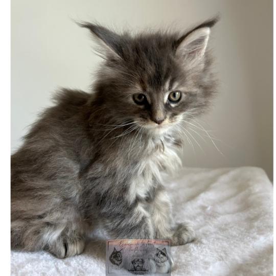 chaton Maine coon Aphrodite de la Forêt de Puivert Elevage de la Forêt de Puivert blue tortie blotched tabby