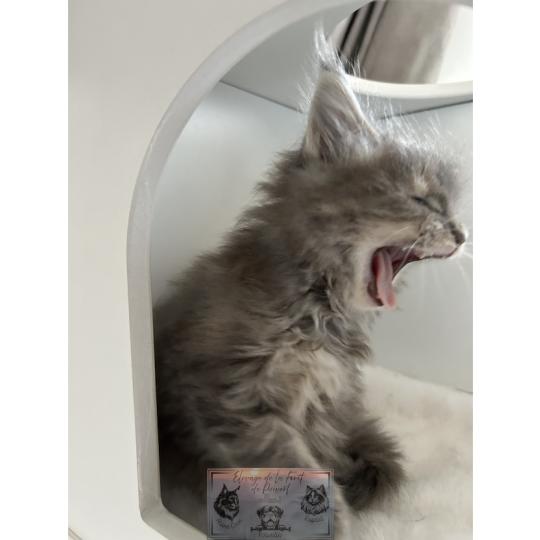 chaton Maine coon Aphrodite de la Forêt de Puivert Elevage de la Forêt de Puivert blue tortie blotched tabby