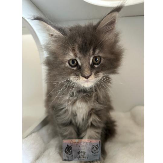 chaton Maine coon Aphrodite de la Forêt de Puivert Elevage de la Forêt de Puivert blue tortie blotched tabby
