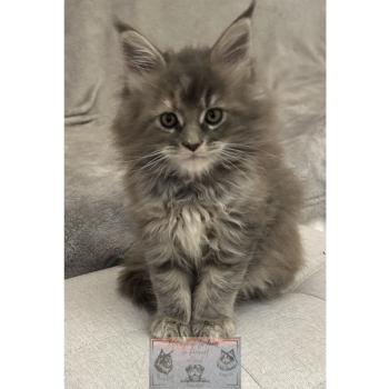 Aphrodite de la Forêt de Puivert Femelle Maine coon