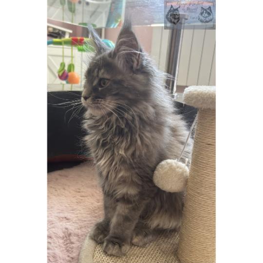 chaton Maine coon blue tortie blotched tabby Aphrodite de la Forêt de Puivert Elevage de la Forêt de Puivert blue tortie blotched tabby