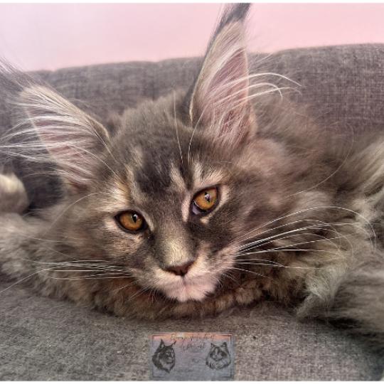 chaton Maine coon blue tortie blotched tabby Aphrodite de la Forêt de Puivert Elevage de la Forêt de Puivert blue tortie blotched tabby