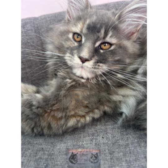chaton Maine coon blue tortie blotched tabby Aphrodite de la Forêt de Puivert Elevage de la Forêt de Puivert blue tortie blotched tabby