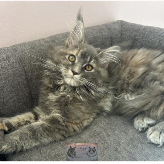chaton Maine coon blue tortie blotched tabby Aphrodite de la Forêt de Puivert Elevage de la Forêt de Puivert blue tortie blotched tabby