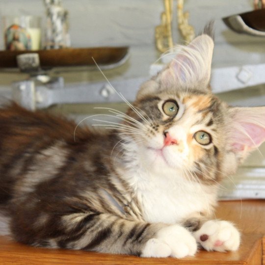 Kalliste Divine Kalliste Divine Chat Maine Coon A Vendre Kalliste Divine Kalliste Divine Chat Maine Coon A Vendre