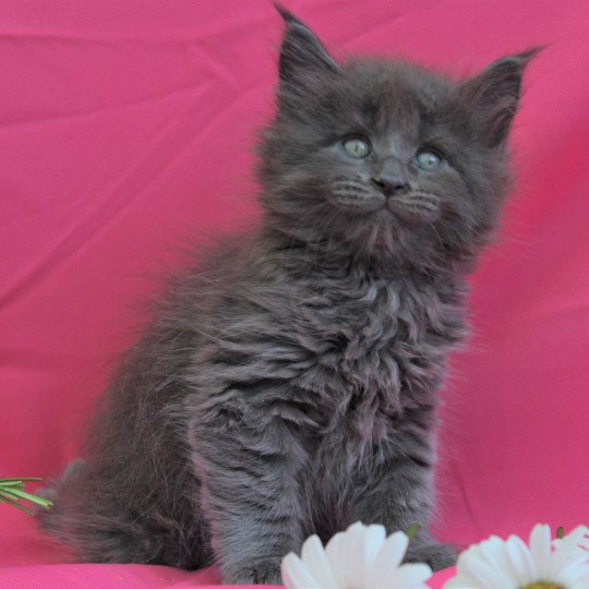 Syracuse Kalliste Divine Chat Maine Coon A Vendre
