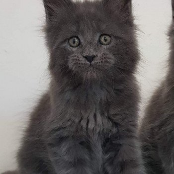 Chatterie des coon du canigou