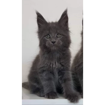 Chatterie des coon du canigou