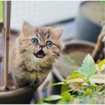 Chatterie de Chamrossa