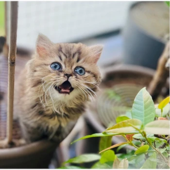 Chatterie de Chamrossa