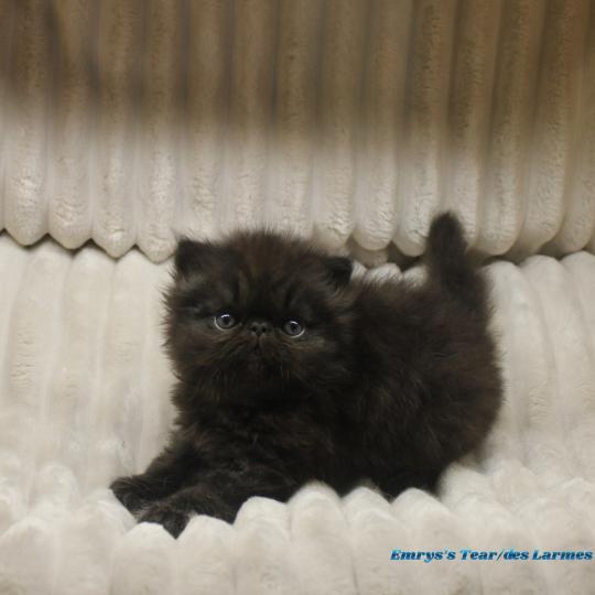 chaton Persan black Baal Chatterie Des Larmes d'Emrys black 