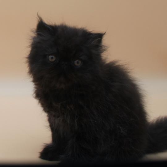 chaton Persan black Baal Chatterie Des Larmes d'Emrys black 