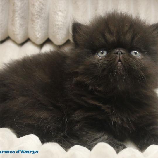 chaton Persan black Beerus Chatterie Des Larmes d'Emrys black 