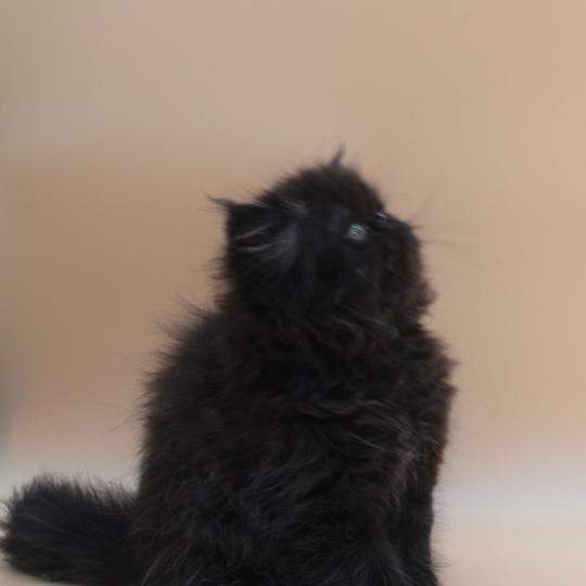 chaton Persan black Beerus Chatterie Des Larmes d'Emrys black 