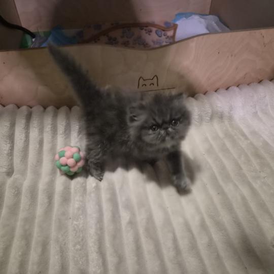 chaton Persan blue Benjen Chatterie Des Larmes d'Emrys blue 