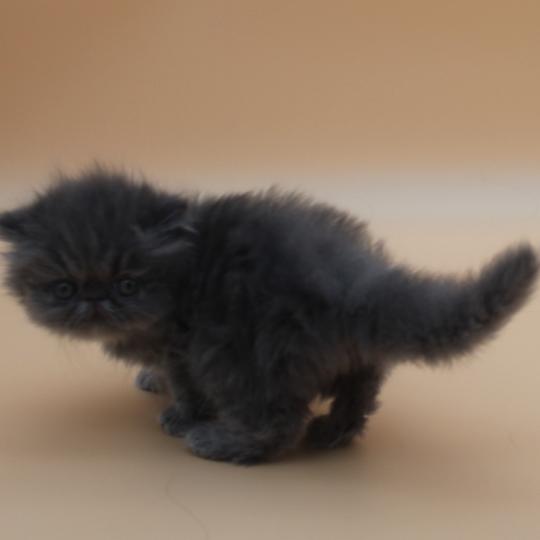 chaton Persan blue Benjen Chatterie Des Larmes d'Emrys blue 