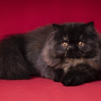 Chatterie Des Larmes d'Emrys