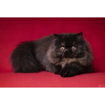 Chatterie Des Larmes d'Emrys