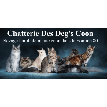 Chatterie Des Deg's Coon