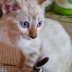 3e chaton (Portée Orea ❤ Nickel Ange 2021) - Femelle point Femelle Bengal
