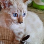 3e chaton (Portée Orea ❤ Nickel Ange 2021) - Femelle point Femelle Bengal 3e chaton (Portée Orea ❤ Nickel Ange 2021) - Femelle point Femelle Bengal