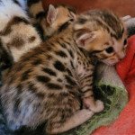 tchikita de wonderfull arche Femelle Bengal tchikita de wonderfull arche Femelle Bengal
