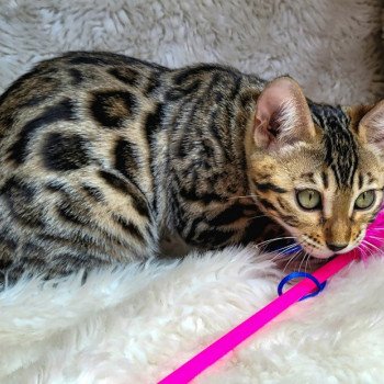 Taxelle de wonderfull arche Femelle Bengal