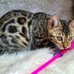 Taxelle de wonderfull arche Femelle Bengal