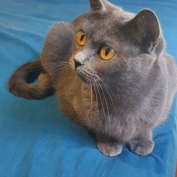 R De L Opaline Bleu De L Opaline Bleu Chat Chartreux A Vendre