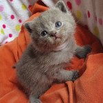 R_____ DE L'Opaline bleu Femelle Chartreux R_____ DE L'Opaline bleu Femelle Chartreux
