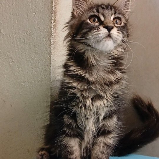 chaton Maine coon brown tortie blotched tabby Aby des Petits Voyous Chatterie Maine Coon des Petits Voyous brown tortie blotched tabby