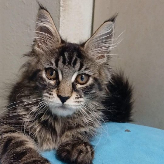 chaton Maine coon brown tortie blotched tabby Aby des Petits Voyous Chatterie Maine Coon des Petits Voyous brown tortie blotched tabby