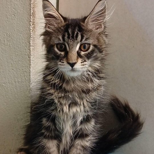 chaton Maine coon brown tortie blotched tabby Aby des Petits Voyous Chatterie Maine Coon des Petits Voyous brown tortie blotched tabby