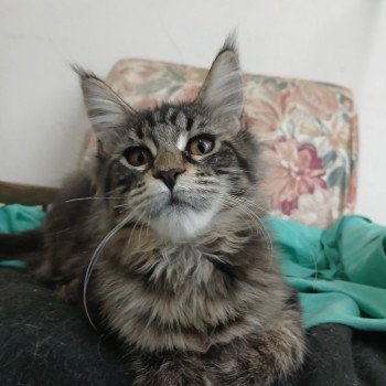 Aby des Petits Voyous des Petits Voyous Femelle Maine coon