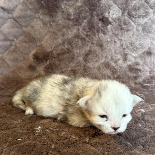 chaton Maine coon Les Pachas du Léman black tortie silver shaded