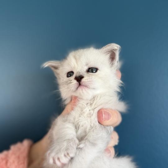 chaton Maine coon Les Pachas du Léman black tortie silver shaded