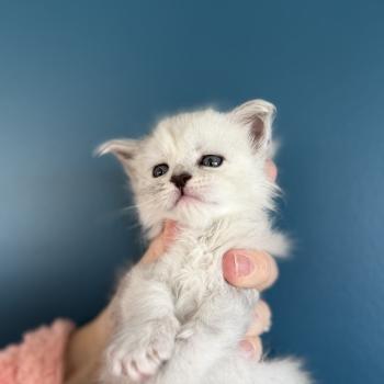 2e chaton (Portée Alpha ❤ Atlas 2026) - Femelle black tortie silver shaded Sylver Femelle Maine coon