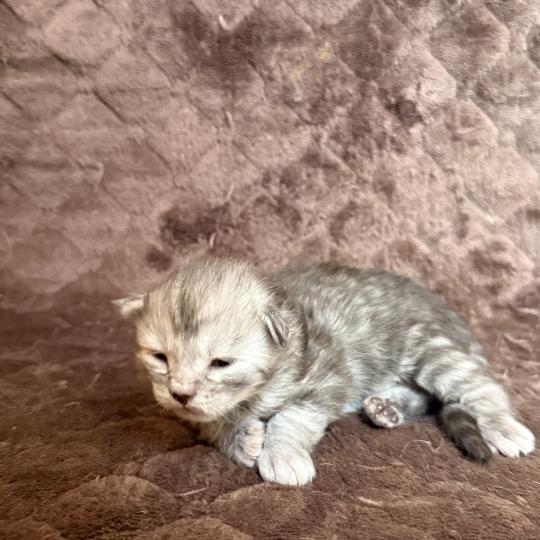 chaton Maine coon Les Pachas du Léman black silver mackerel tabby