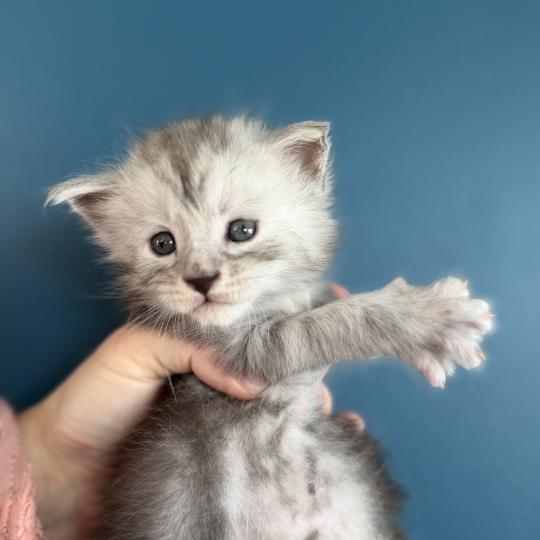 chaton Maine coon Les Pachas du Léman black silver mackerel tabby